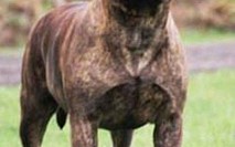 Bullmastiff 2 Bullmastiff 2